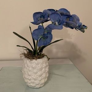 DEAL OF THE WEEK!!  Blue Beauty Phalaenopsis Orchid
